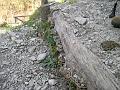 colonia di funghi